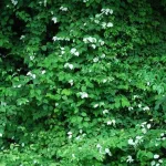 Aktinídie stříbrná - Silvervine stick 1 ks
