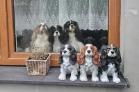 Soška pes - Kavalír King Charles Španěl Soška pes - Kavalír King Charles Španěl