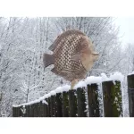 Plotovka - kapr natur