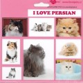 SAMOLEPKY PERSIAN - kočka perská