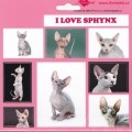 SAMOLEPKY SPHYNX - kočka Sphynx